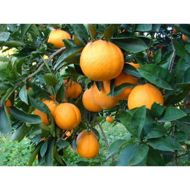 arancio-washington-navel