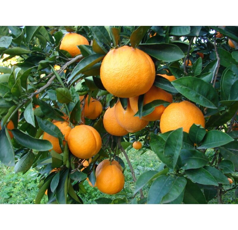 arancio-washington-navel