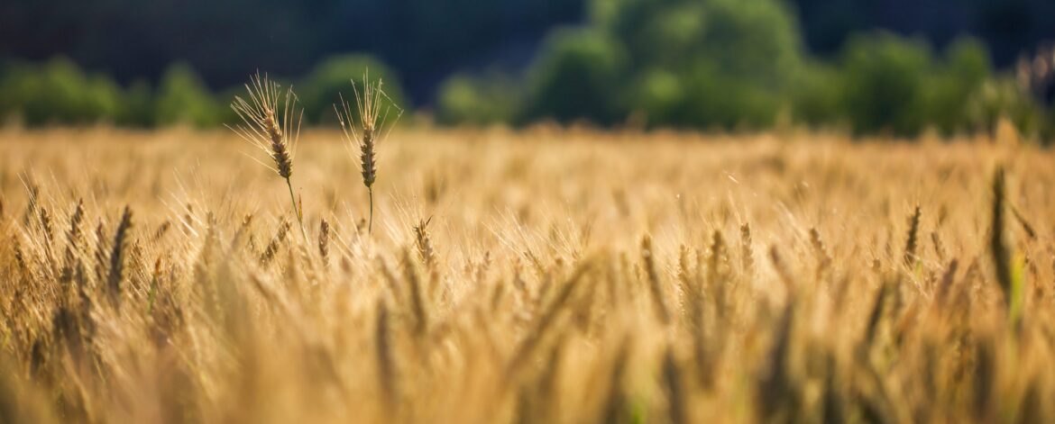 Selective shot of golden wheat in a wheat field with a blurred background
